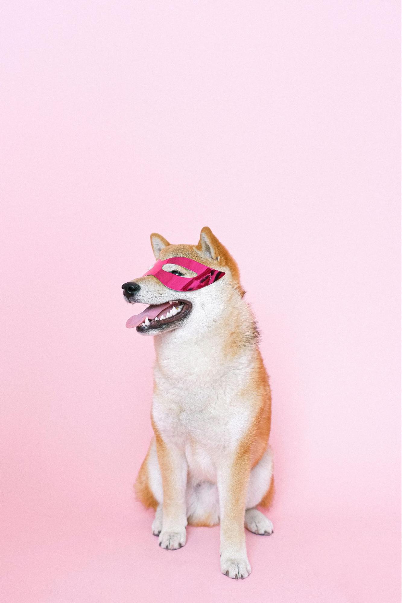 Cybersecurity Awareness Month - Wrapbook - Dog